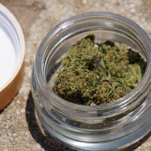 green cannabis flower in a jar