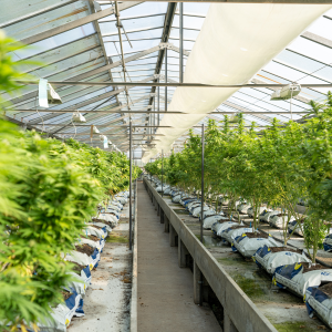 green cannabis plants in a grow room