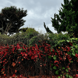 a hedge covered in red leaves