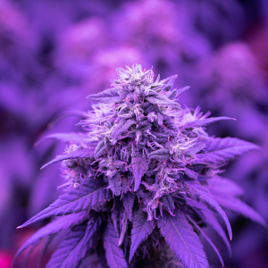 purple cannabis flower shown in neon purple light