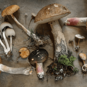 flat lay of different types of mushrooms