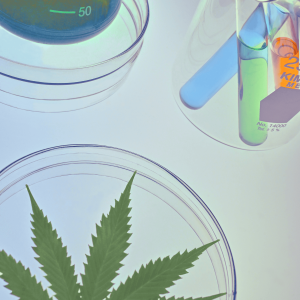 a cannabis leaf next to chemist supplies
