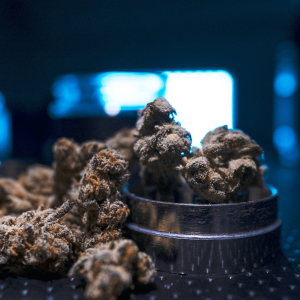 cannabis nugs in a metal weed grinder