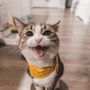 a cat in a yellow bandana meowing