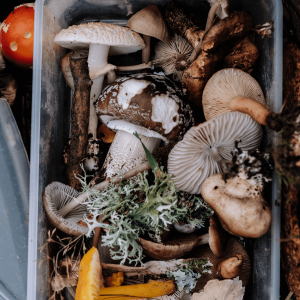 a container of magic mushrooms