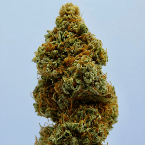fluffy cannabis nug against a blue background