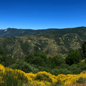 grassy hills in San Bernardino County, United States