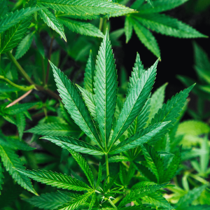 Green cannabis plant leaves
