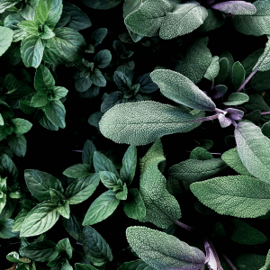 green and purple herbs