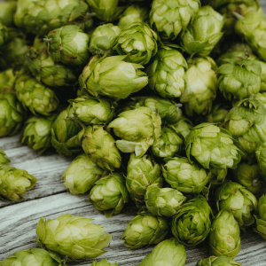 green hops on a wooden surface