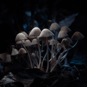 brown mushrooms against a dark background 