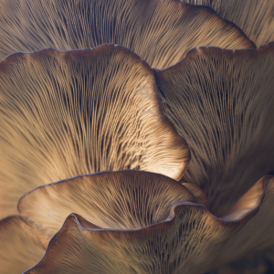 close up image of mushroom gills