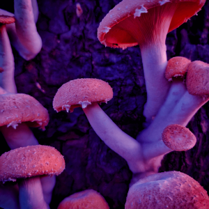 brown mushrooms growing under neon light