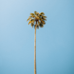 a palm tree in pasadena 