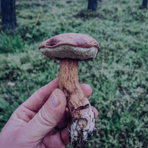 a person holding a penis envy mushroom