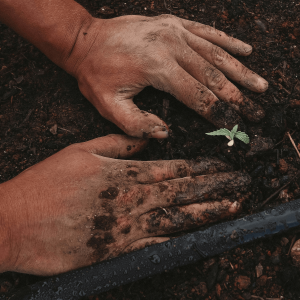 a person planting a green seedling in soil