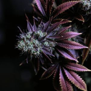 a cannabis plant with purple leaves