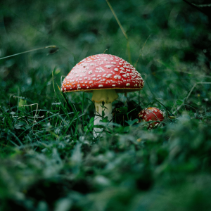 red mushrooms on green grass