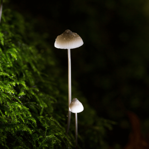 two small white mushrooms growing on a green surface