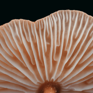 the gills of a psychedelic mushroom