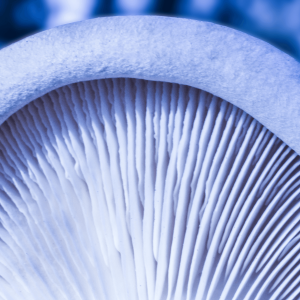 the underside of a white mushrooms gills