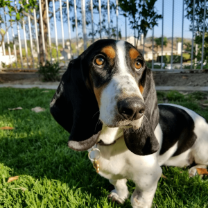 a beagle in a park in Yorba Linda, CA