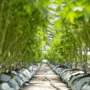 an aisle in a cannabis grow room