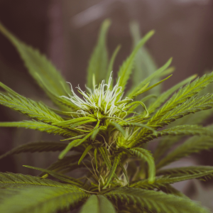 macro photography of a cannabis bud
