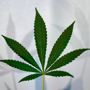 a green cannabis leaf against a white background