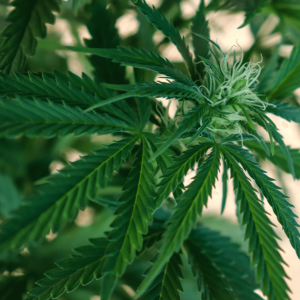 a green leaf cannabis plant blooming