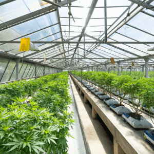 a greenhouse filled with cannabis plants