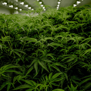 cannabis plants in a grow room