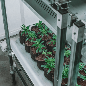 cannabis seedlings in a grow room