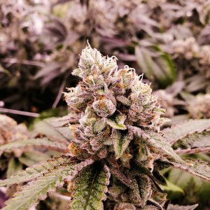 zoomed in image of a green, white, and purple cannabis plant