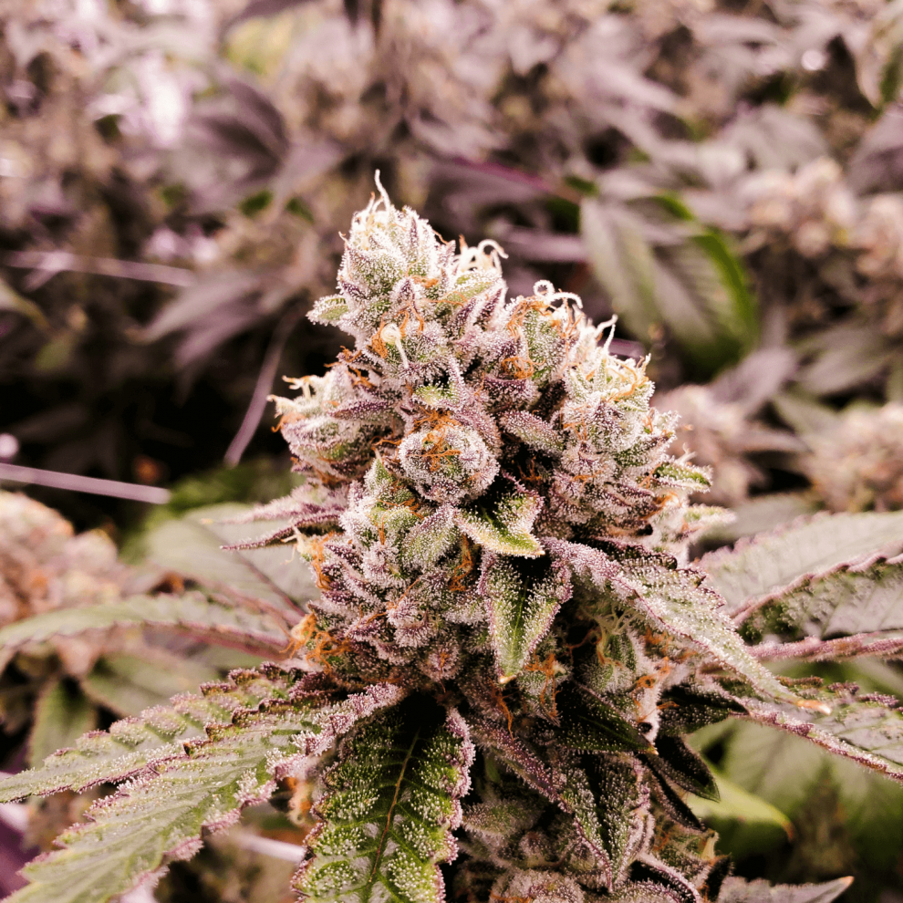 Transform Your Cannabis: How To Decarb THCa Flower