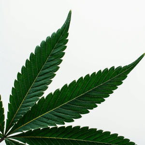 green cannabis leaf in front of a white background