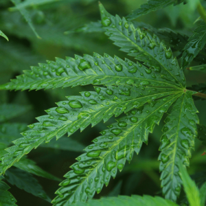 a green hemp leaf with water droplets 