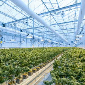 indoor-grown cannabis plants