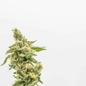 a trichome-dense cannabis bud