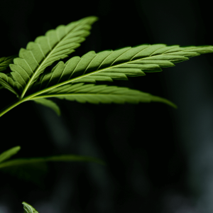 macro photograph of a green cannabis leaf