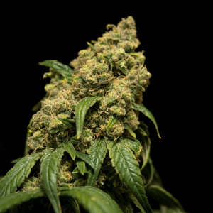 a mature green cannabis plant