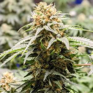 a mature cannabis plant 