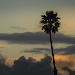 a silhouette of a palm tree at sunset 