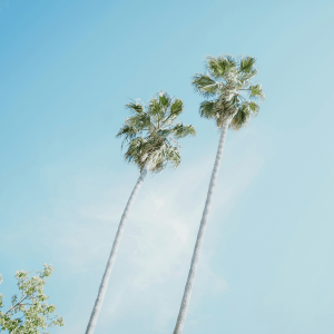 two palm trees against a light blue sky