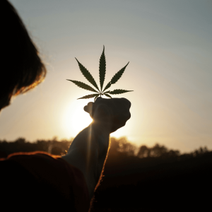 a person holding a hemp leaf up to the sun