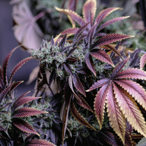 a purple cannabis plant ready for harvest 