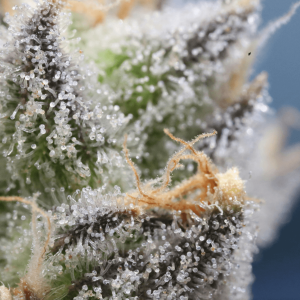 macro photography of a cannabis plant