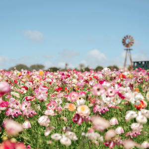 flower fields in carlsbad 