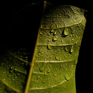 an up close image of water on green leaves