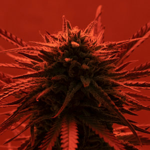 a weed plant illuminated by red light
